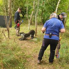 Image result for Acorn Archers