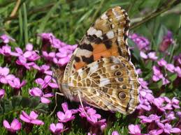 Attēlu rezultāti vaicājumam “Vanessa cardui underside”