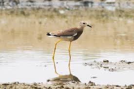 Image result for Vanellus leucurus