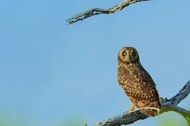 Attēlu rezultāti vaicājumam “Asio flammeus adult”