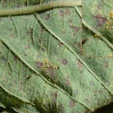 Attēlu rezultāti vaicājumam “Melampsora epitea”