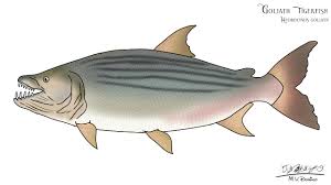 Image result for Goliath Tigerfish