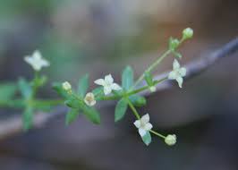 Attēlu rezultāti vaicājumam “Galium schultesii flower”
