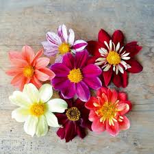 Image result for Dahlia x pinnata `Decorative Giants`