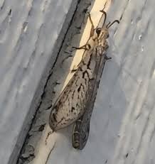 Attēlu rezultāti vaicājumam “Myrmeleontidae”