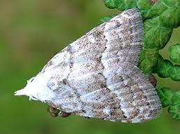 Attēlu rezultāti vaicājumam “Nola aerugula”