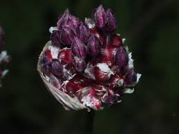 Attēlu rezultāti vaicājumam “Allium scorodoprasum flower”