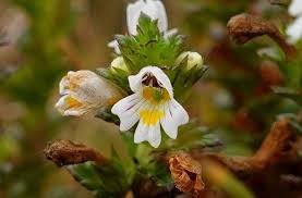 Attēlu rezultāti vaicājumam “Euphrasia”