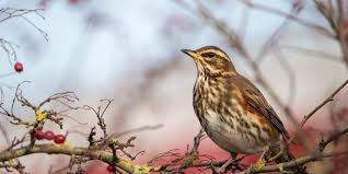 Image result for England Staffordshire Birding Club