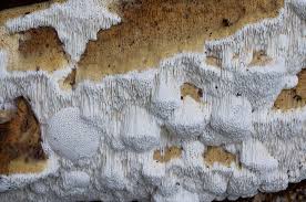 Attēlu rezultāti vaicājumam “Antrodia mellita”