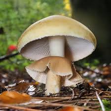 Attēlu rezultāti vaicājumam “Lycogala miserum macro”