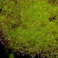 Attēlu rezultāti vaicājumam “Hymenostylium recurvirostrum”