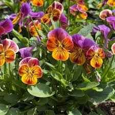 Attēlu rezultāti vaicājumam “Siphoptychium violaceum”