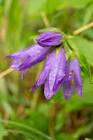 Image result for Campanula trachelium