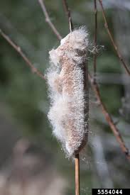 Attēlu rezultāti vaicājumam “Typha latifolia fruit”