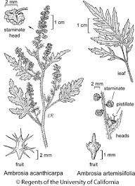 Attēlu rezultāti vaicājumam “Ambrosia artemisiifolia fruit”