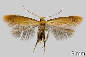 Attēlu rezultāti vaicājumam “Tischeria ekebladella”