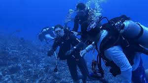 Image result for Dive Crew Scuba Diving