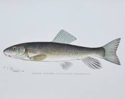 Image result for Catostomus commersonii
