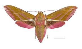 Attēlu rezultāti vaicājumam “Deilephila porcellus”