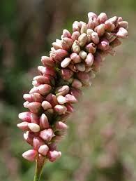 Attēlu rezultāti vaicājumam “Persicaria maculosa flower”