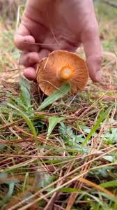 Attēlu rezultāti vaicājumam “Russulales”