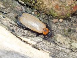 Attēlu rezultāti vaicājumam “Schizotus pectinicornis”