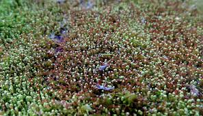 Attēlu rezultāti vaicājumam “Odontoschisma denudatum”