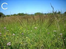 Attēlu rezultāti vaicājumam “Calamagrostis canescens”