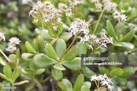 Attēlu rezultāti vaicājumam “Hydrocotyle vulgaris flower”