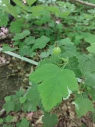 Attēlu rezultāti vaicājumam “Ribes rubrum leaf”