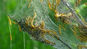 Attēlu rezultāti vaicājumam “Yponomeuta malinellus / cagnagella”