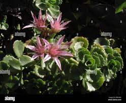 Attēlu rezultāti vaicājumam “Phedimus spurius leaf”