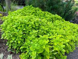 Image result for Origanum vulgare