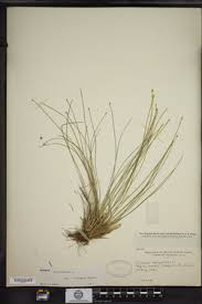 Attēlu rezultāti vaicājumam “Trichophorum cespitosum fruit”