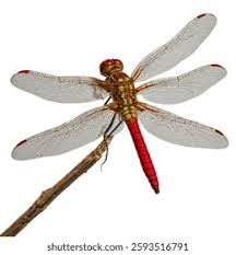 Attēlu rezultāti vaicājumam “Sympetrum”