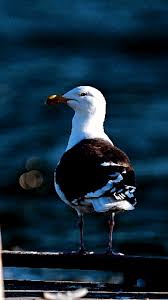 Attēlu rezultāti vaicājumam “Larus marinus adult”