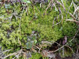 Attēlu rezultāti vaicājumam “Dicranum polysetum sporophyte”