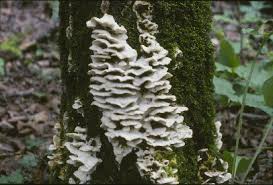 Attēlu rezultāti vaicājumam “Bjerkandera adusta”