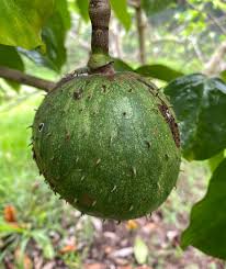 Attēlu rezultāti vaicājumam “Libanotis montana fruit”