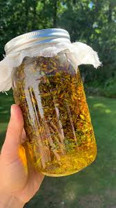 Attēlu rezultāti vaicājumam “Hypericum perforatum bud”