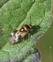 Attēlu rezultāti vaicājumam “Orthops basalis”