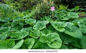 Attēlu rezultāti vaicājumam “Petasites spurius leaf”