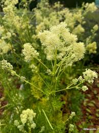 Attēlu rezultāti vaicājumam “Thalictrum lucidum”