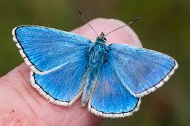 Attēlu rezultāti vaicājumam “Agrodiaetus damon underside”