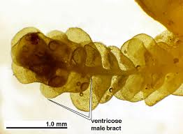 Attēlu rezultāti vaicājumam “Radula complanata”