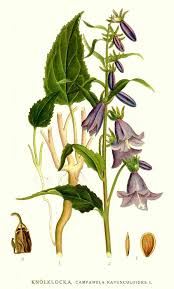 Attēlu rezultāti vaicājumam “Campanula rapunculoides flower”