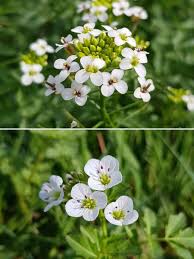 Image result for Brunnenkresse