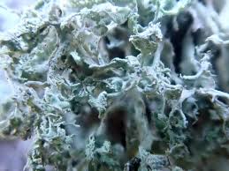 Attēlu rezultāti vaicājumam “Ramalina pollinaria”