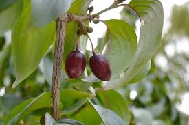 Attēlu rezultāti vaicājumam “Corynephorus canescens fruit”